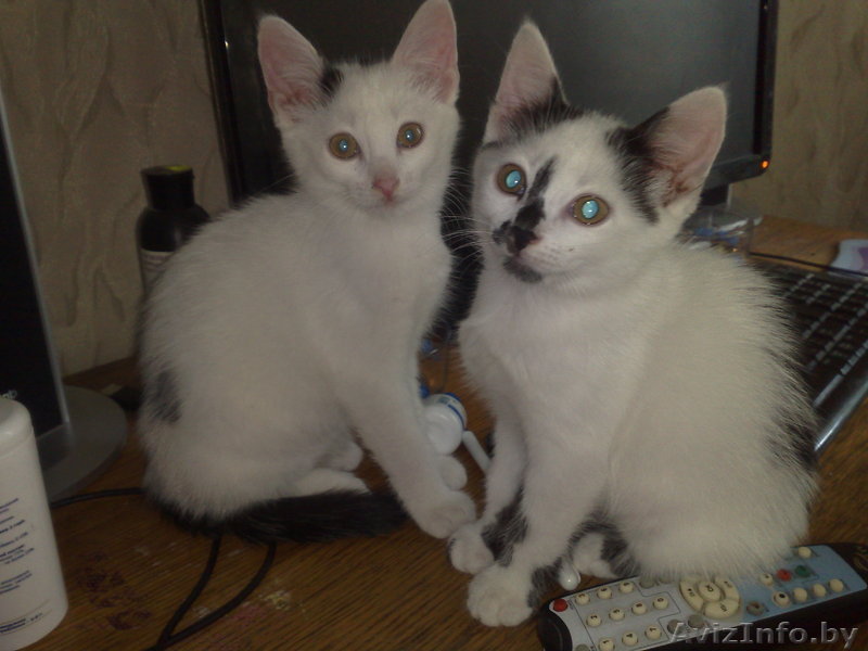 Котята в дар (2,5 мес. мальчики) - Изображение #1, Объявление #77442