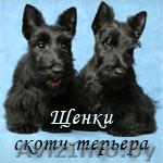 Скотч-терьер - шотландец в юбке! - Изображение #1, Объявление #86603
