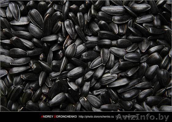 Семечки подсолнечника оптом! - Изображение #1, Объявление #78190