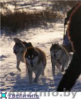 Шенки Сибирского хаски - Изображение #1, Объявление #67021