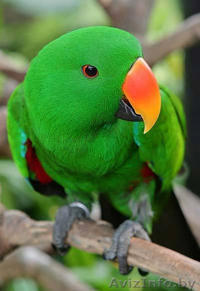 попугай большой продается ЖАКО,АМАЗОН,КАКАДУ  - Изображение #1, Объявление #82061