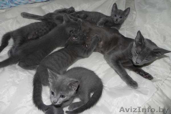 Котята русской голубой - Изображение #1, Объявление #75904