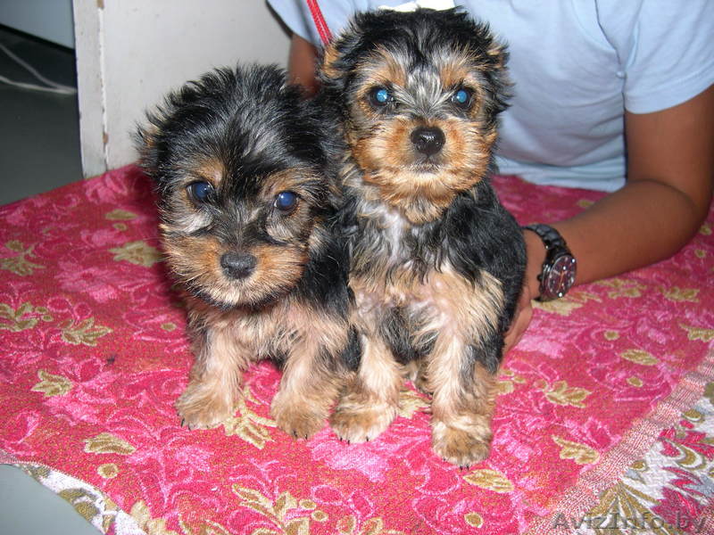 Щенки Йорки 2 девочки  1 мальчик - Изображение #1, Объявление #77970