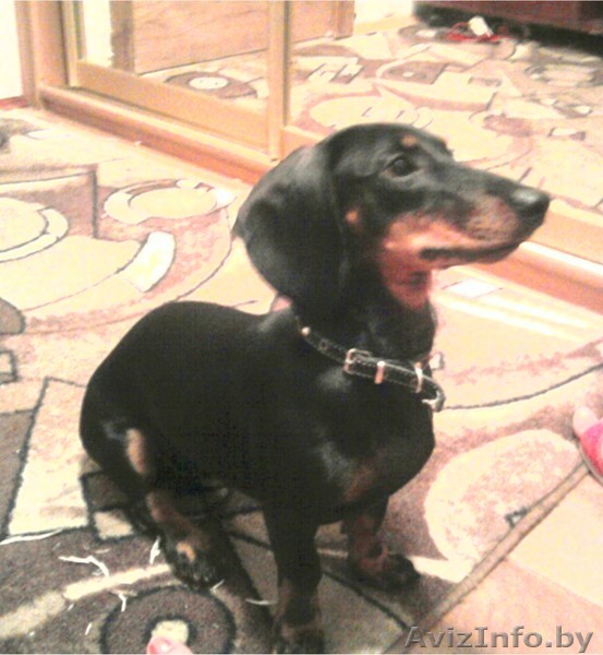 продам таксу стандартную - Изображение #1, Объявление #83713