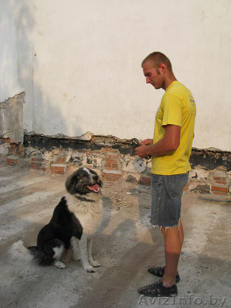Дрессировка собак разных пород - Изображение #1, Объявление #84003