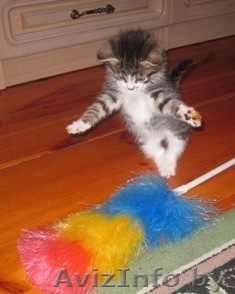 Котёнок.Отдам в хорошие руки - Изображение #1, Объявление #87744