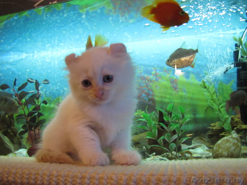 Продаюся котята породы Американский кёрл. - Изображение #1, Объявление #85062