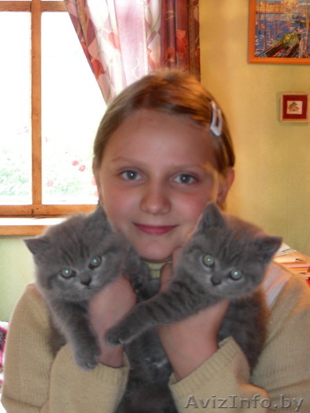 Британские короткошерстные котята в Минске - Изображение #1, Объявление #76048