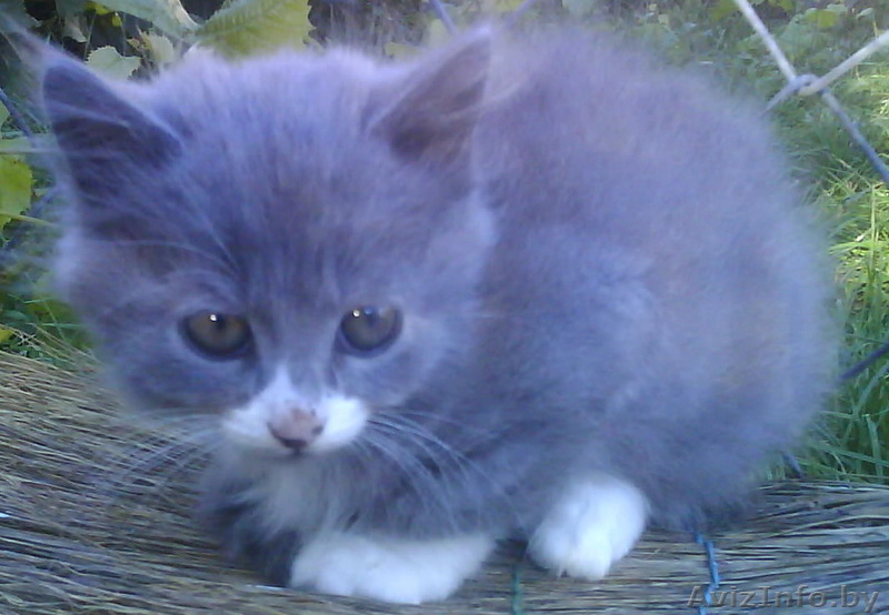 Подарю котёнка в хорошие руки - Изображение #1, Объявление #84874