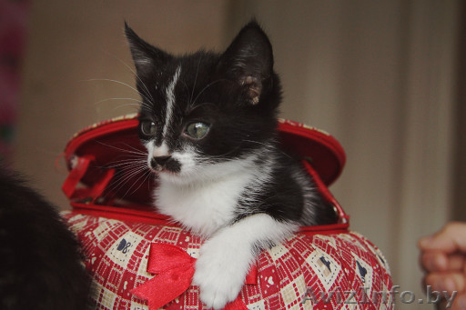 Котенок 1,5 месяца в добрые руки - Изображение #1, Объявление #83977