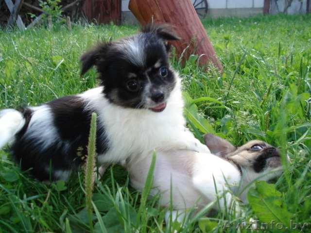 Щенок чихуа-хуа - Изображение #1, Объявление #79143