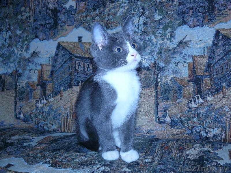 Подарим котёнка - Изображение #1, Объявление #81407
