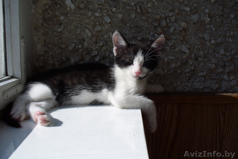 Пушистый котёнок ищет хозяев - Изображение #1, Объявление #78828