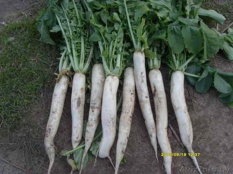 Продам редьку дайкон - Изображение #1, Объявление #82315