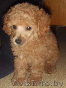 Карликовый пудель - Изображение #1, Объявление #82459