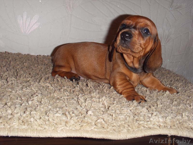 Таксы стандартной гладкошерстной щенки продаются. - Изображение #1, Объявление #75389