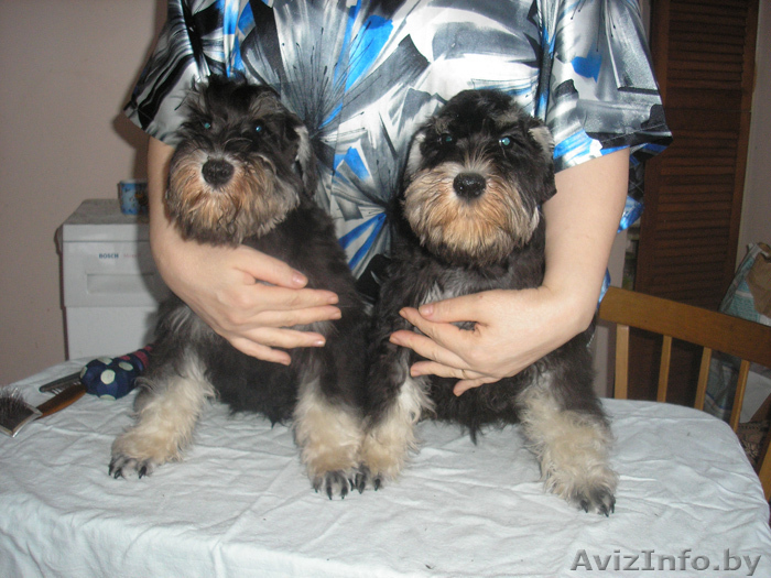 цвергшнауцеров ч/с продаю - Изображение #1, Объявление #83986