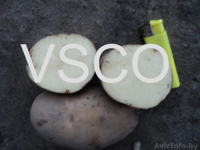 Овощи из Польши - Изображение #1, Объявление #79204