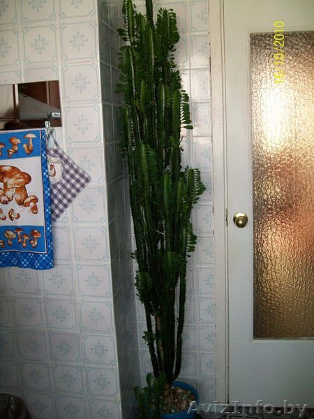 кактус " Молочай" - Изображение #1, Объявление #99180