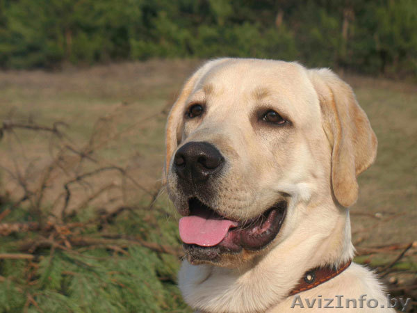Кобель лабрадора предлагается для вязки - Изображение #1, Объявление #97931
