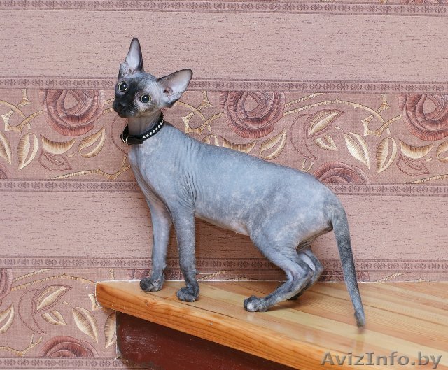 Котята Канадского сфинкса продажа - Изображение #1, Объявление #92221
