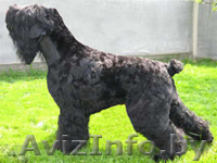 запись на щенков - Изображение #1, Объявление #94725