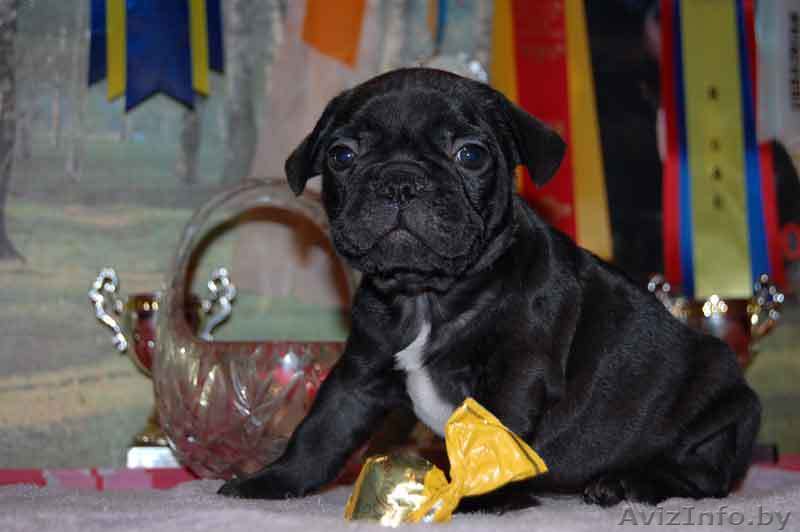 Французский бульдог - Изображение #1, Объявление #91707