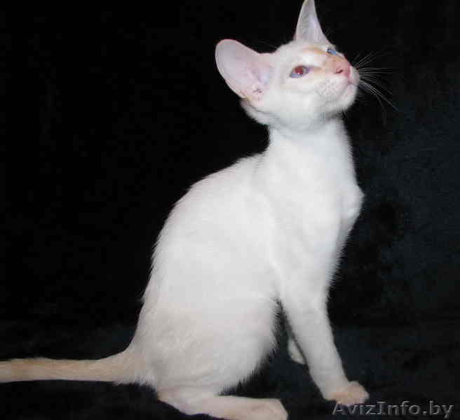 Сиамский котенок - Изображение #1, Объявление #88884