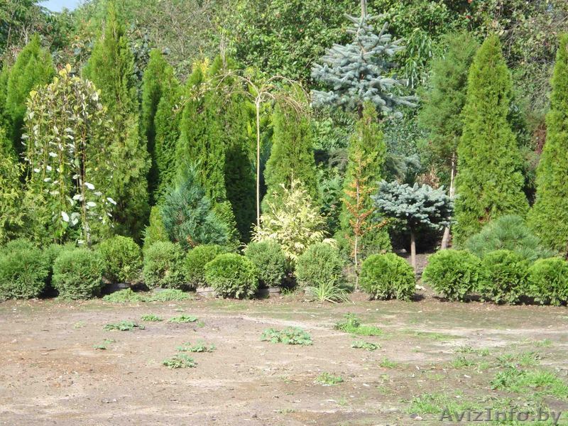  различные декоративные растения более 300 видов - Изображение #1, Объявление #98612