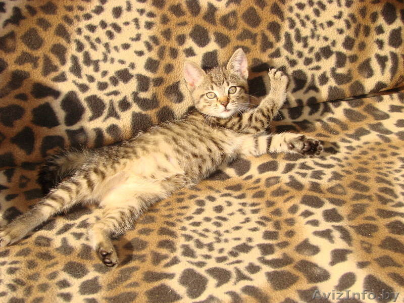 Милые котята в хорошие руки - Изображение #1, Объявление #78118