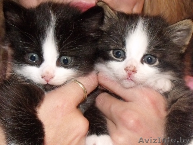котята в подарок - Изображение #1, Объявление #94768
