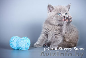 Британские элитные котята с доставкой - Изображение #1, Объявление #87969