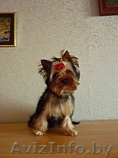 продам йоркширский терьер  - Изображение #1, Объявление #94379