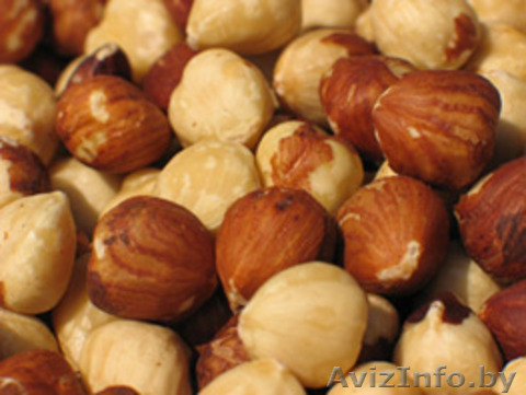 Фундук оптом (Турция) - Изображение #1, Объявление #93712