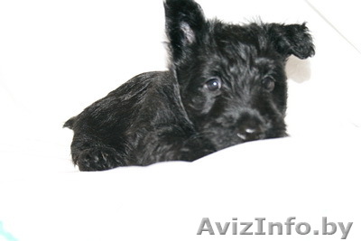 Щенкт скотч-терьера - Изображение #1, Объявление #91450