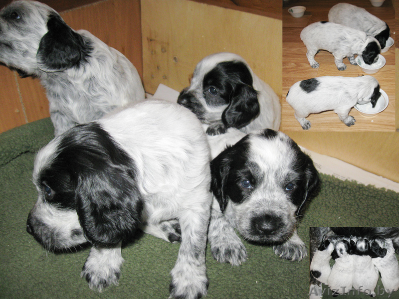 Продам щенков русского спаниеля - Изображение #1, Объявление #88787