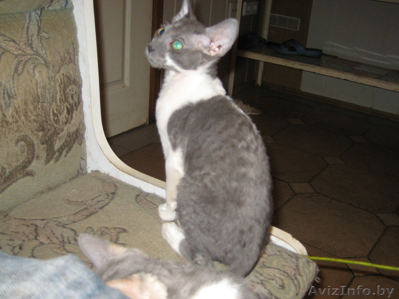 продам корниш рекса - Изображение #1, Объявление #90338