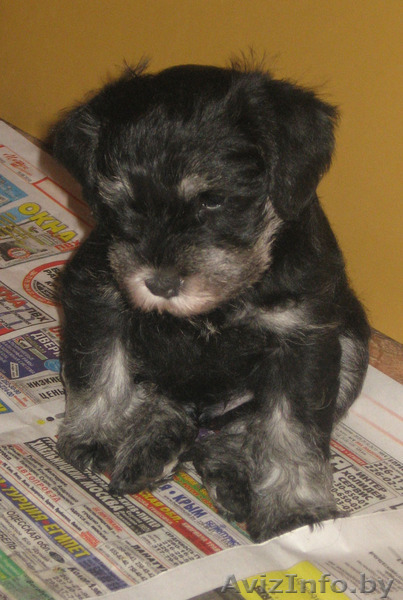  Цвергшнауцер, щенки. - Изображение #1, Объявление #97655