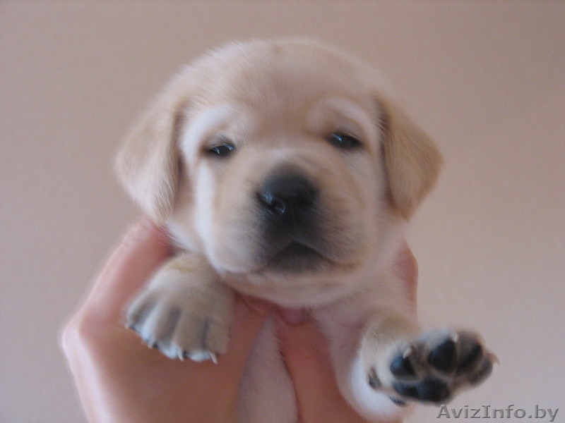 продаю щенки лабрадора - Изображение #1, Объявление #102434