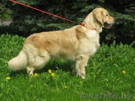 Кобель ГОЛДЕН-ретривера Титулованный,ищет девочку для вязки - Изображение #1, Объявление #92009