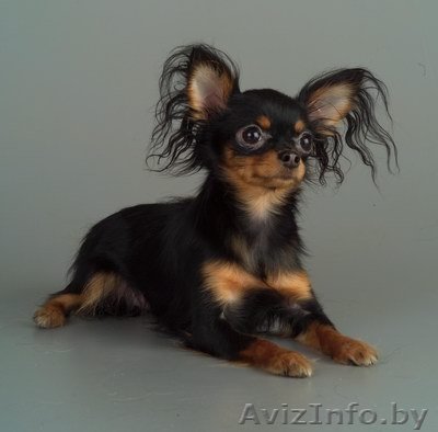 той-терьер русский той - Изображение #1, Объявление #96952