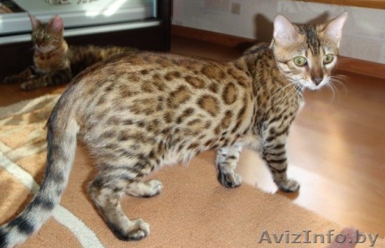 Бенгальские кошки - Изображение #1, Объявление #90050