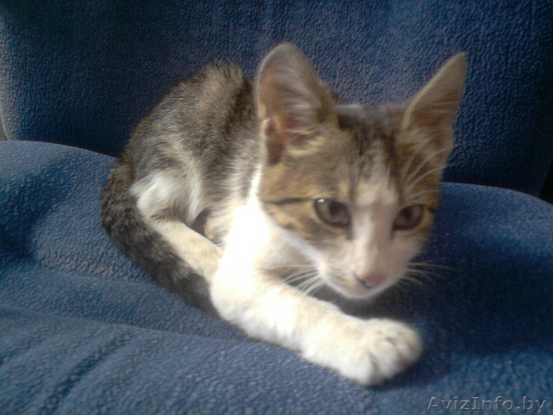 Котенок. Отдам в хорошие руки. - Изображение #1, Объявление #88047