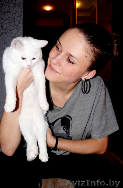 ПРОДАМ котёнка,БЕЛУЮ БРИТАНКУ! - Изображение #1, Объявление #99190