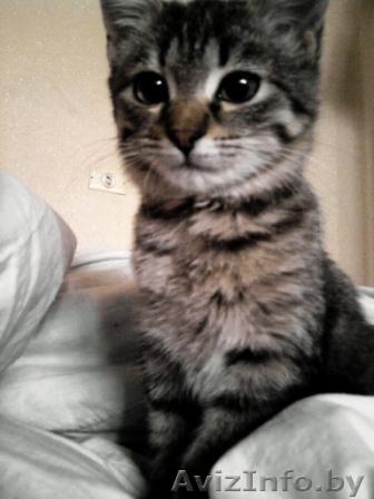 Отдам в хорошие, добрые руки котёнка. - Изображение #1, Объявление #101385