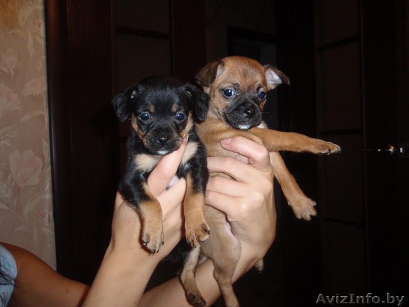 Щенки русского той-терьера,мини и стандарт. - Изображение #1, Объявление #100736