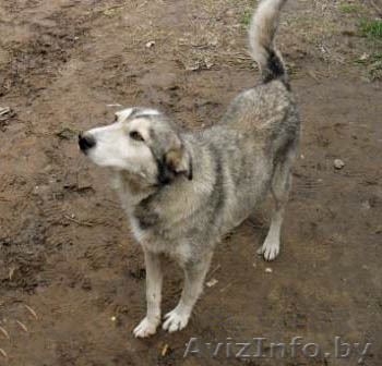 Ласковая девочка, похожая на лайку ищет хозяина - Изображение #1, Объявление #88563