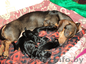 Продаются щенки таксы - Изображение #1, Объявление #99930