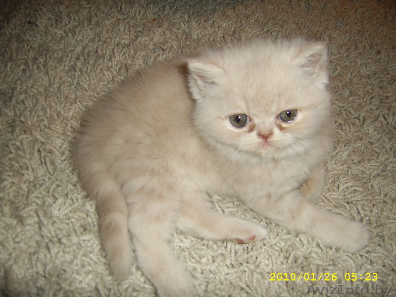 котята экзотической короткошерстой породы - Изображение #1, Объявление #98078