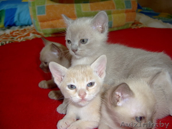 Котята Европейской бурмы - Изображение #1, Объявление #90198
